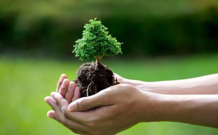 arbres médicinaux pour le jardin