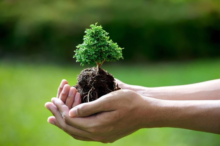 arbres médicinaux pour le jardin