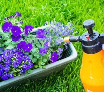 arroser les plantes avec de l'eau savonneuse pour tuer les parasites