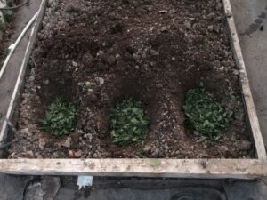 astuce jardinage mettre des feuilles d'ortie dans un trou de plantation des tomates pour booster croissance fructification pied tomate
