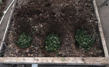 astuce jardinage mettre des feuilles d'ortie dans un trou de plantation des tomates pour booster croissance fructification pied tomate