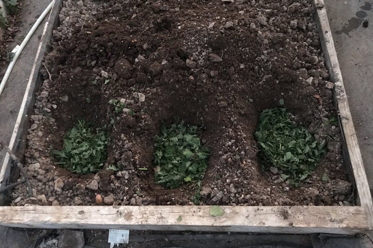 astuce jardinage mettre des feuilles d'ortie dans un trou de plantation des tomates pour booster croissance fructification pied tomate
