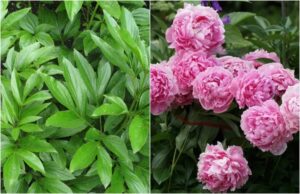 astuces comment provoquer la floraison d'une orchidée une pivoine date periode floraison qur faire pour faire refleurir pivoines herbacées arbustives