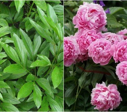 astuces comment provoquer la floraison d'une orchidée une pivoine date periode floraison qur faire pour faire refleurir pivoines herbacées arbustives