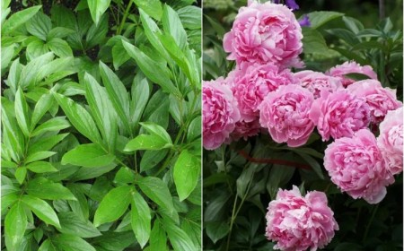 astuces comment provoquer la floraison d'une orchidée une pivoine date periode floraison qur faire pour faire refleurir pivoines herbacées arbustives