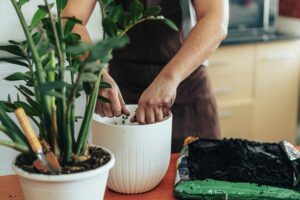 astuces entretien plantes intérieur fertilisant engrais naturel maison comment faire recettes maison