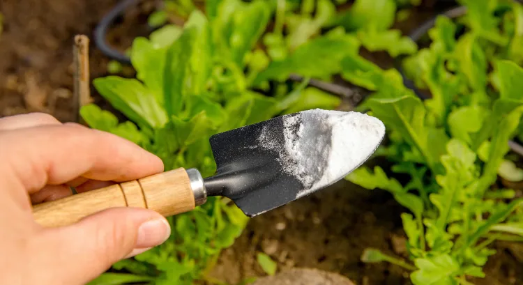 bicarbonate de soude pour éliminer naturellement les champignons sur la pelouse 2023 