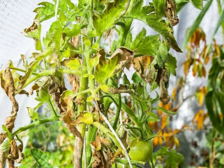 bicarbonate de soude pour traiter les tomates contrôler maladies fongiques feuillage