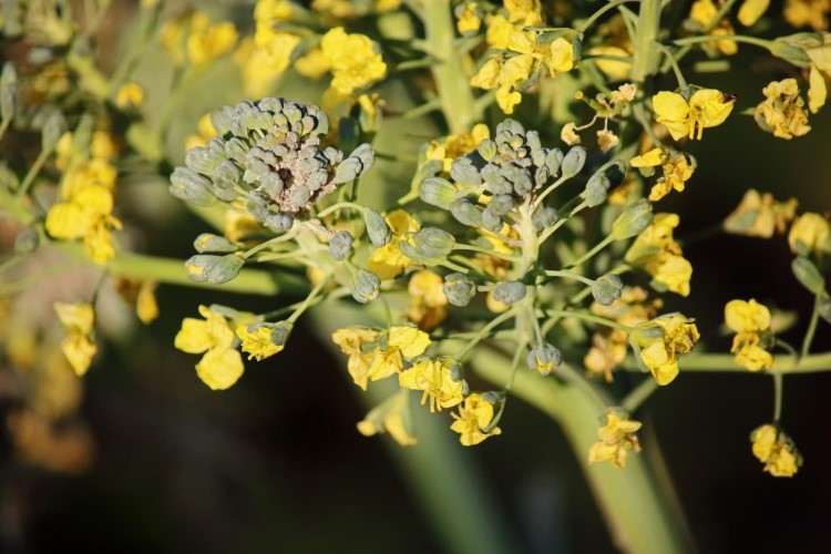 brocoli en fleur que faire peut on le consommer