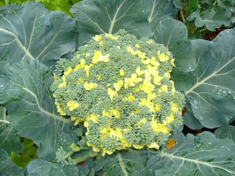 brocolis en fleurs causes engrais comment cultiver
