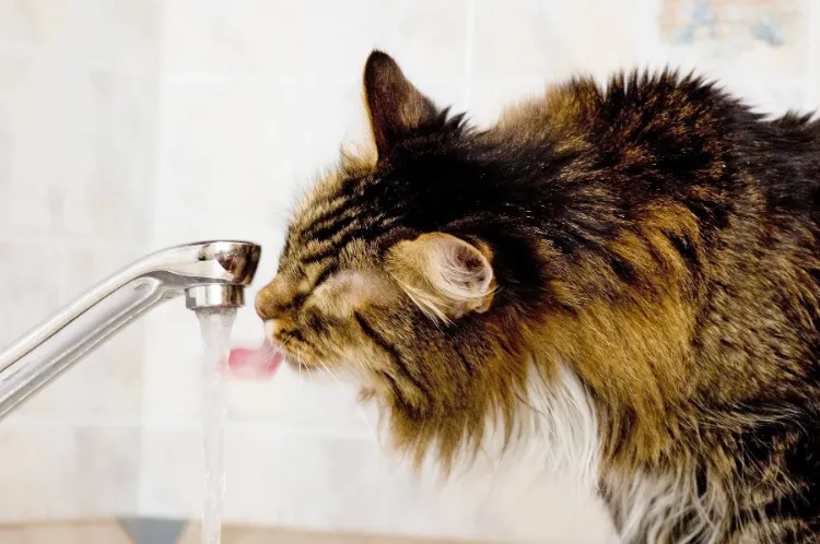 cat drinking a lot of water is what causes polydipsia