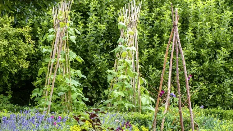 comment arroser les haricots verts planter planter poteau treillis clôture variété buissonnante