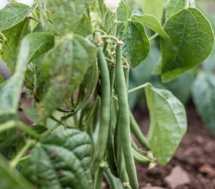 comment arroser les haricots verts variétés buissonnantes autonomes aucune nécessité support développer