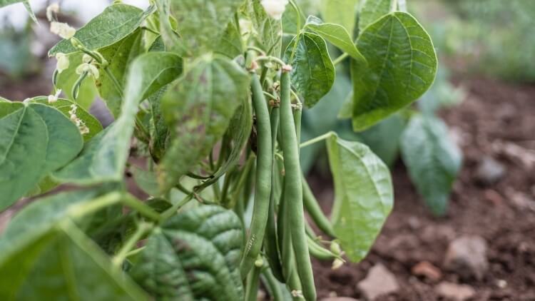 comment arroser les haricots verts variétés buissonnantes autonomes aucune nécessité support développer