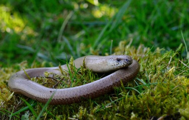 comment attraper un orvet pour l eloigner du jardin