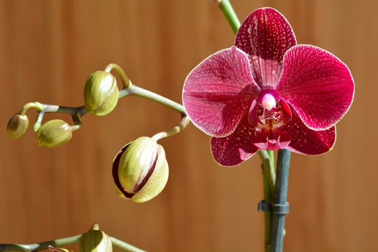 comment déclencher floraison orchidée