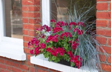 comment décorer un appui de fenêtre géranium plante rustique universelle intérieur extérieur