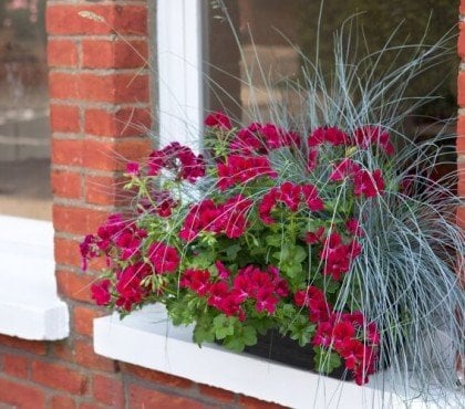 comment décorer un appui de fenêtre géranium plante rustique universelle intérieur extérieur