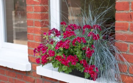 comment décorer un appui de fenêtre géranium plante rustique universelle intérieur extérieur