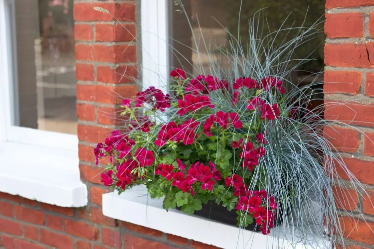 comment décorer un appui de fenêtre géranium plante rustique universelle intérieur extérieur