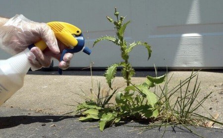 comment désherber un jardin sans produit chimique