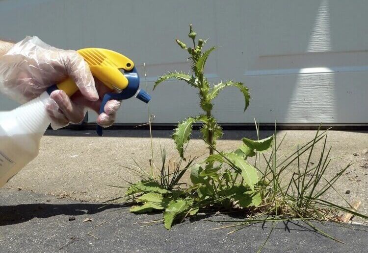 comment désherber un jardin sans produit chimique