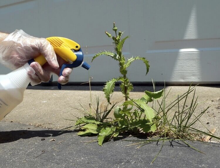 comment désherber un jardin sans produit chimique