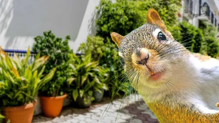comment éloigner écureuil attirer jardin fruits mûrs graines légumes creuser trous cacher noix