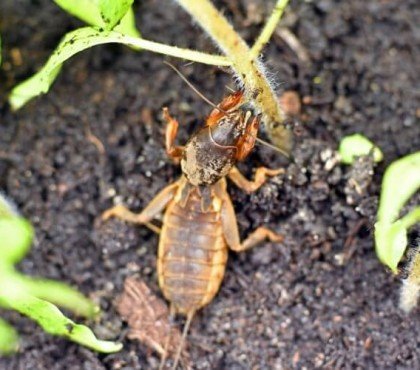 comment éloigner les courtilières couper tiges jeunes plants détruire plantation