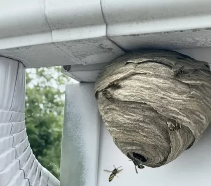comment empêcher les guêpes de faire leur nid répulsif naturel est ce que le vinaigre blanc fait fuir les guêpes