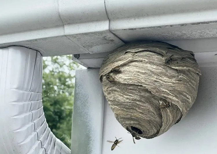 comment empêcher les guêpes de faire leur nid répulsif naturel est ce que le vinaigre blanc fait fuir les guêpes