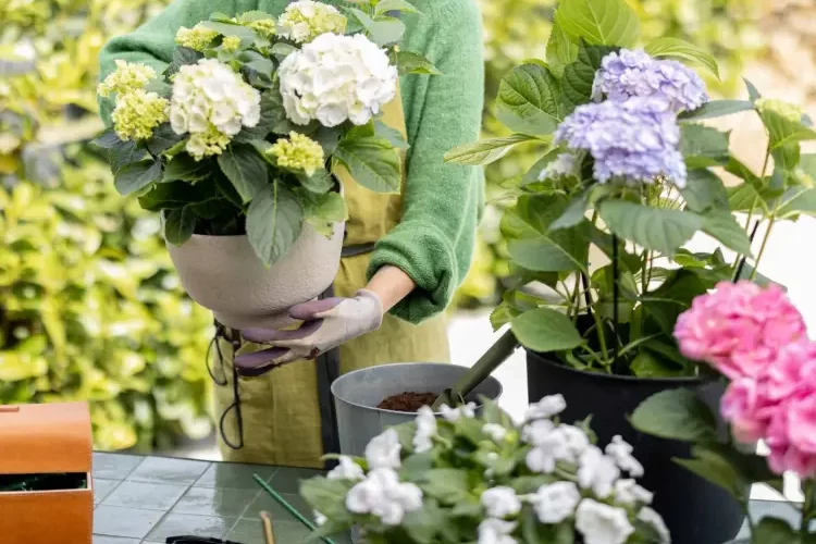 comment et quand rempotter les hortensia en pot