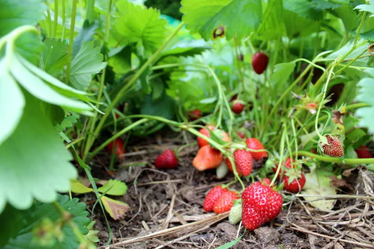 comment éviter que les fraises pourrissent au sol 2023