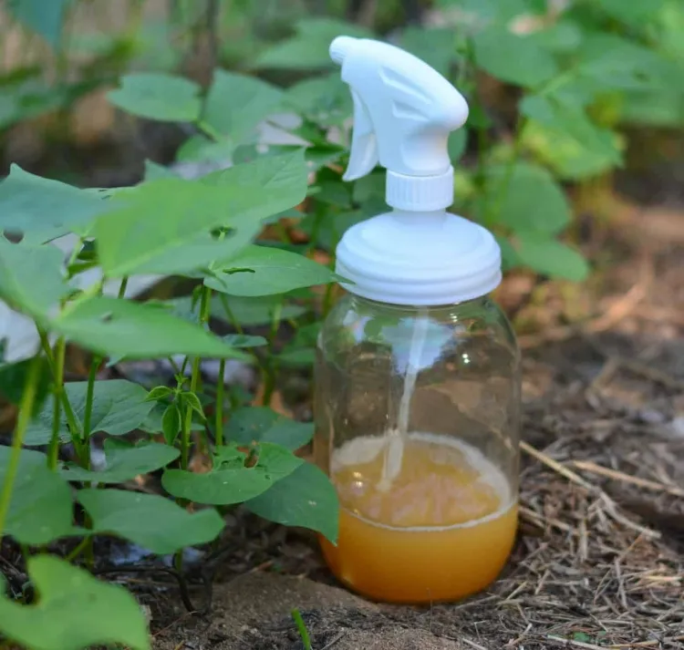 comment fabriquer son propre insecticide mélanger huiles essentielles eau vodka appliquer spray