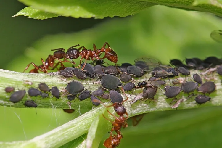 comment faire fuir les fourmis dans la serre