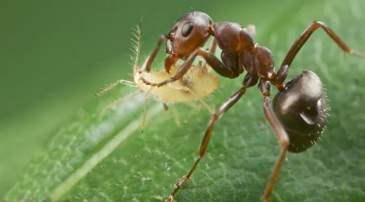 comment faire fuir les fourmis des arbres fruitiers