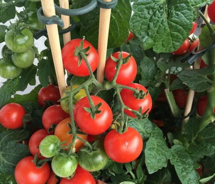 comment faire pousser les tomates avec des tuteurs 2023