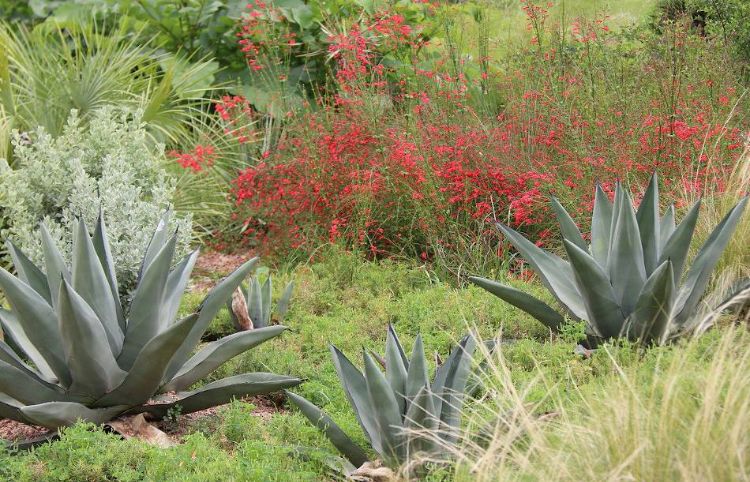 comment faire un jardin sec en 2023