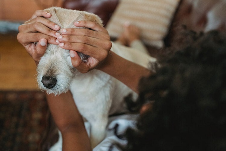 comment fatiguer son chien pour etre sage jouer cache cache animal compagnie