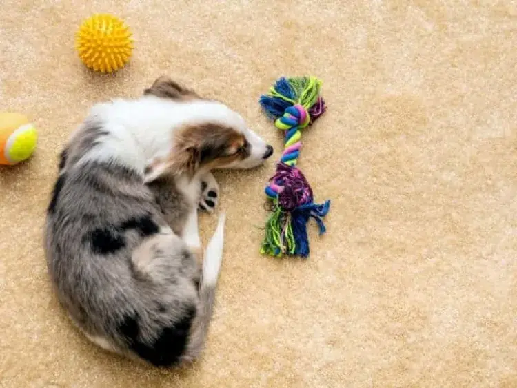 comment fatiguer son chien pour qu il soit sage rotation jouets animal compagnie