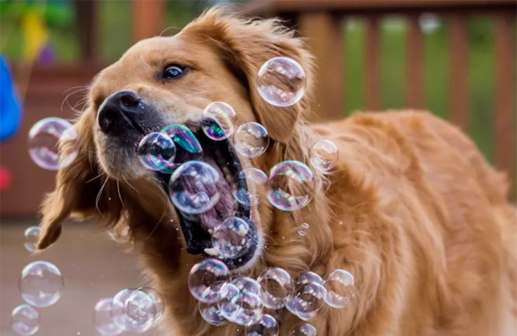 comment fatiquer son chien faire chasser bulles de savon sans danger animal compagnie