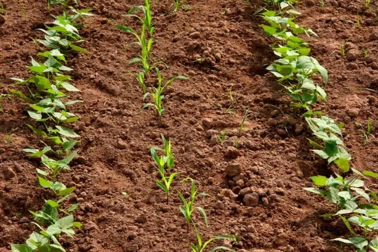 comment fertiliser les haricots verts compagnons profit mutuel production azote