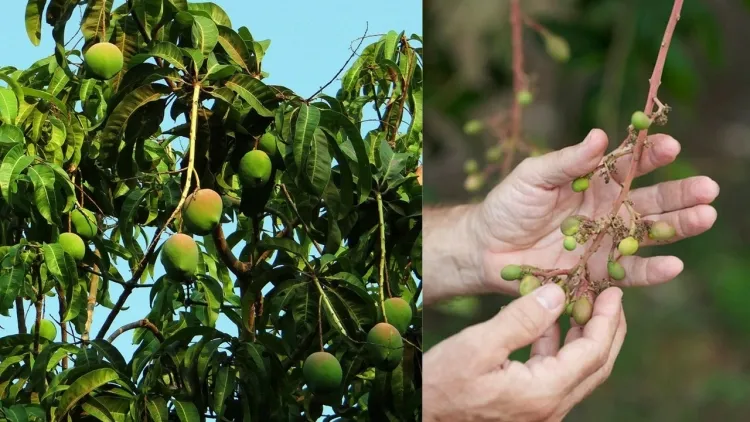 comment la pluie affecte les arbres fruitiers grande saturation eau déclenche maladies toutes cultures