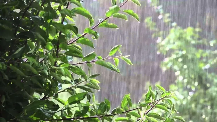 comment la pluie affecte les arbres fruitiers précipitations quotidiennes menacent gâcher récolte fruits