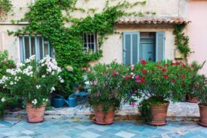 comment planter laurier rose en pot conditions croissance luxuriante arrosage engrais taille