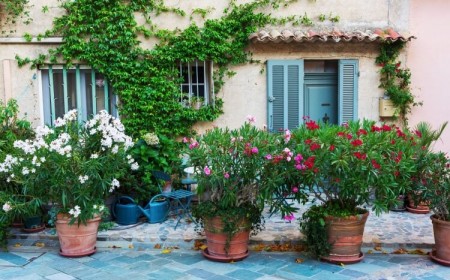comment planter laurier rose en pot conditions croissance luxuriante arrosage engrais taille