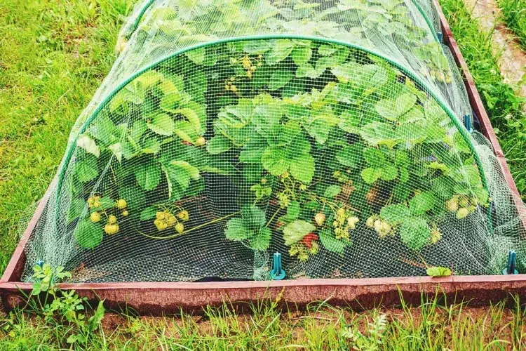 comment protéger les fraisiers des animaux méthode infaillible draperie filet bon marché