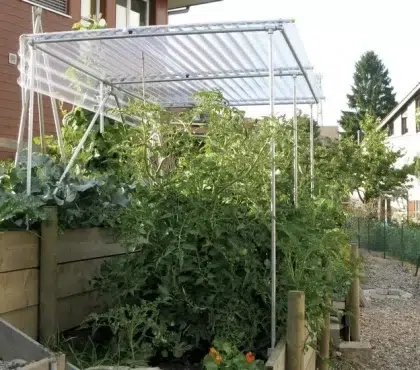 comment protéger les tomates de la pluie faire un abri idées diy
