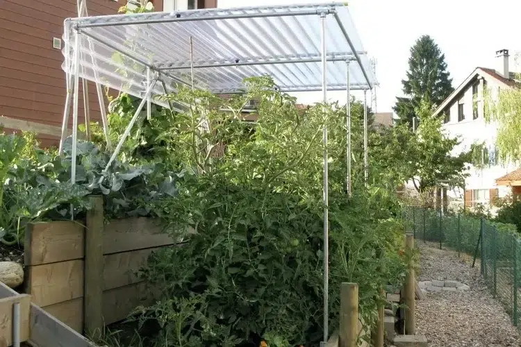 comment protéger les tomates de la pluie faire un abri idées diy