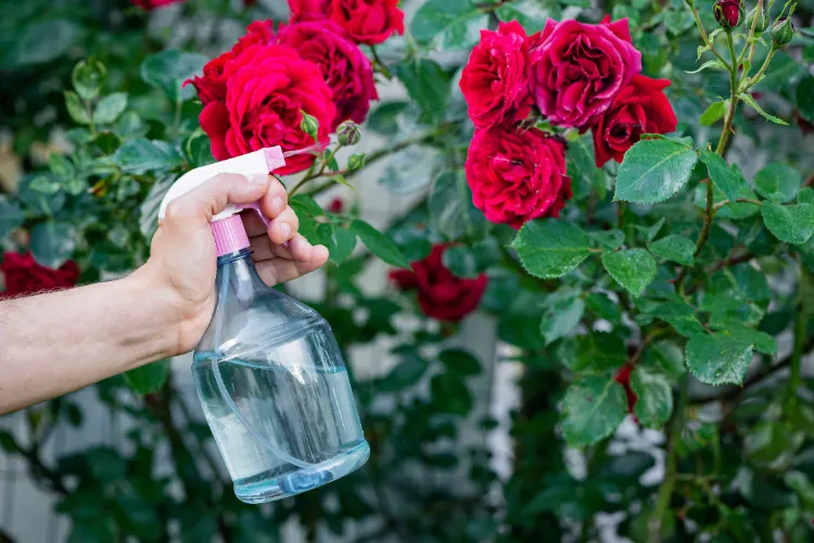 comment repousser les pucerons sur les rosiers jardin astuces repulsifs naturels efficaces